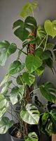 Monstera Variegata vergrünte Stecklinge Nordrhein-Westfalen - Hattingen Vorschau