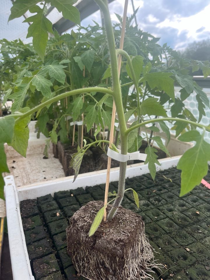 tomatenpflanzen bio veredelt, verschiedene sorte in Waakirchen