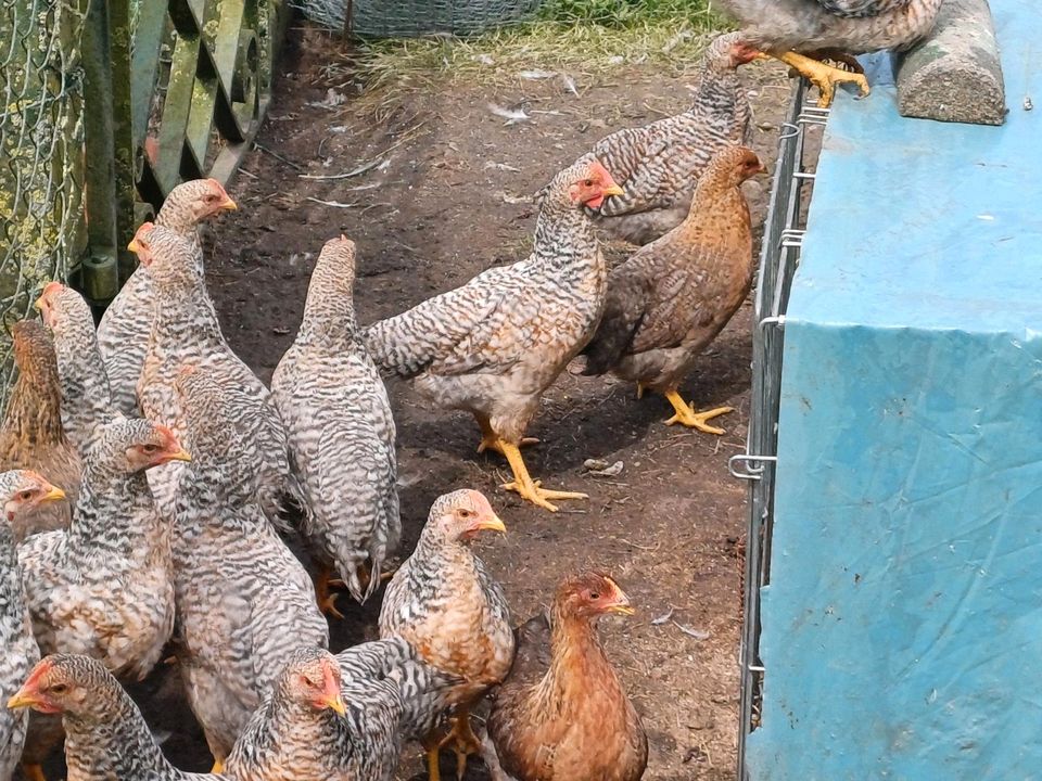 Bielefelder Kenhuhn Hähne in Bargum