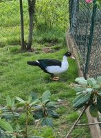 Junge Warzenenten Enten Flugenten Thüringen - Steinheid Vorschau