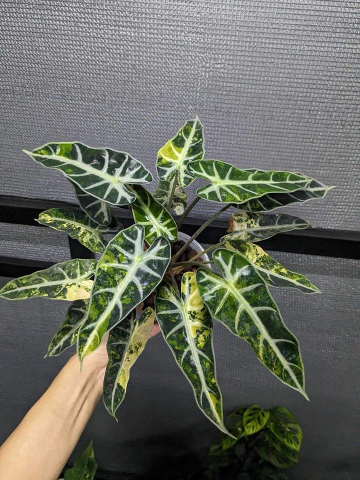 Alocasia bambino aurea variegata in Herford