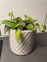 Blumentopf / Topf Pflanze 9cm Stuttgart - Stuttgart-Mitte Vorschau