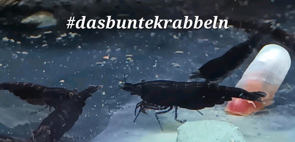 Black Sakura Garnelen Zwerggarnelen Neocaridina in Unterroth