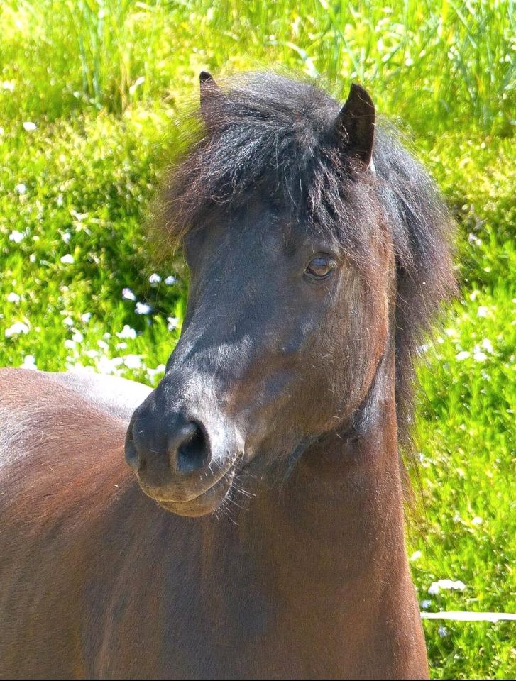 Isländer, Islandpferd, Isi, Rappe in Markt Wald