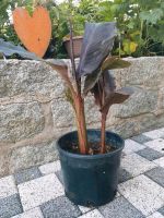 Terrassen Pflanze Canna Indica Orange mit Dunklen  Blätter Bayern - Helmbrechts Vorschau