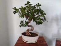 Ficus Ginseng Chinesische Feige Bonsai Übertopf Pflanze KIEL (1) Kiel - Wellsee-Kronsburg-Rönne Vorschau