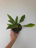 Philodendron Ring in fire Dresden - Pieschen Vorschau