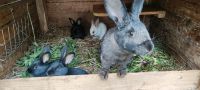Verkaufe junge Kaninchen Hasen Deutsche Riesen Riesenschecken Sachsen - Großhartmannsdorf Vorschau