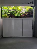 JUWEL 240L Aquarium, LED Beleuchtung, Pflanzen und Wurzel Baden-Württemberg - Bad Überkingen Vorschau