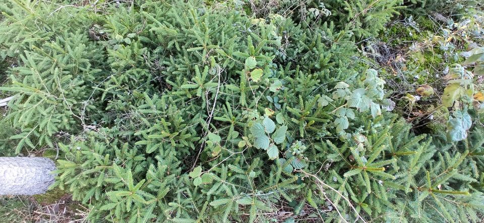 Fichte Naturverjüngung Pflanzen Wald Forst Setzlinge in Hillesheim (Eifel)