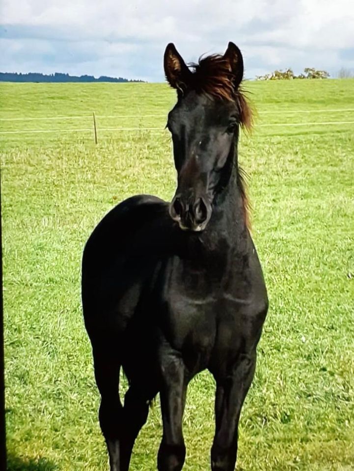 Pferd, Junghengst, Lusitano, APSL, vom Züchter, Papiere in Steinsberg Rhein-Lahn-Kreis