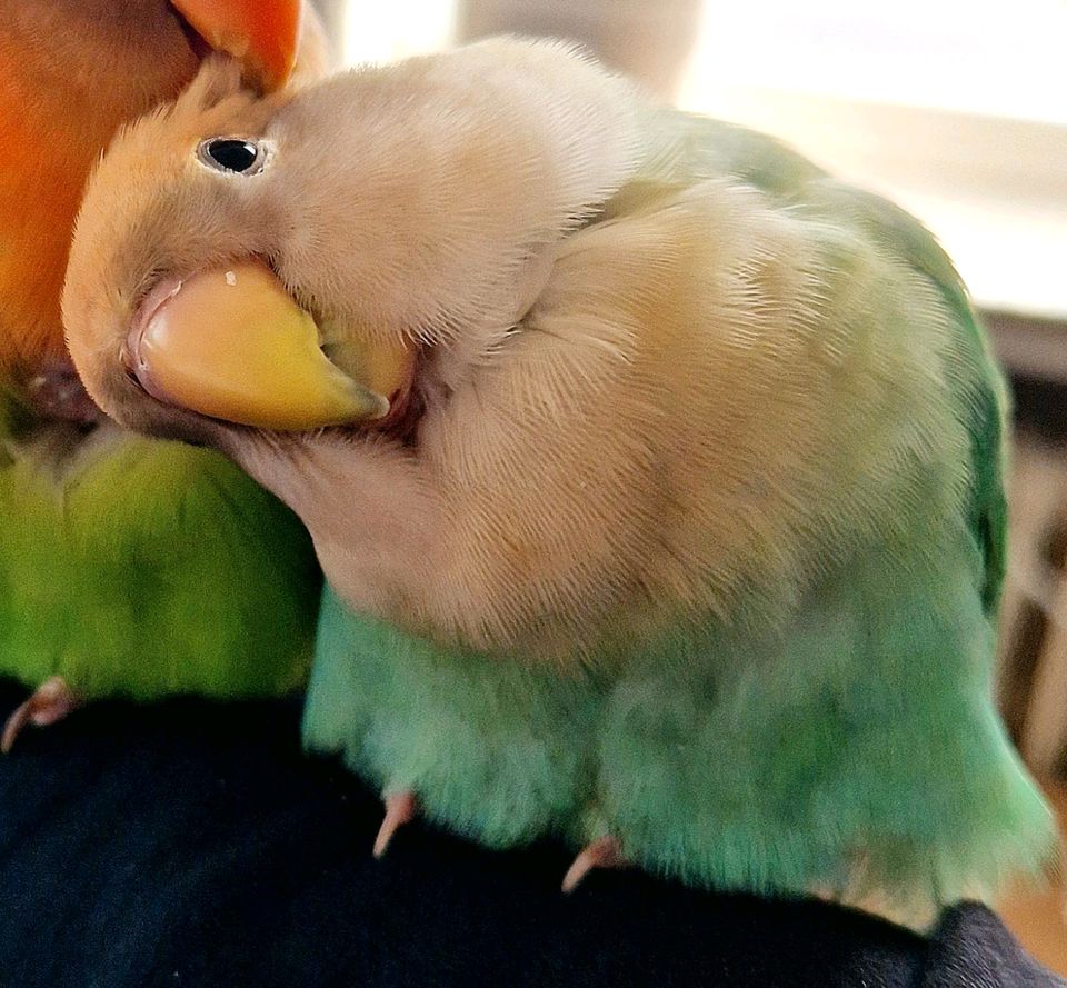 Unsere Vogel Rosenköpfchen entflogen in Bremen