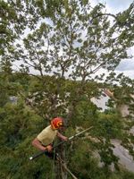 Gartenarbeit- Baumpfleger - Baumfällung Saarbrücken - St Johann Vorschau