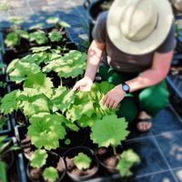 Tafelblatt Staude Astilboides Schattenpflanze Rheinland-Pfalz - Friesenhagen Vorschau