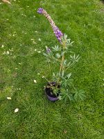 3x Ableger Lupine lila/weiß Bayern - Frontenhausen Vorschau