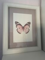 Schickes Bild Ikea Schmetterling 38 cm * 48 cm Sachsen - Freiberg Vorschau