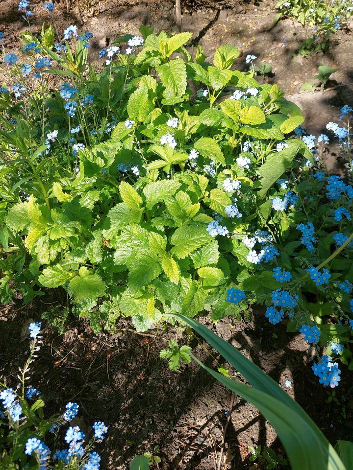 Oregano, Zitronenmelisse und Minze, Salbei in Rostock