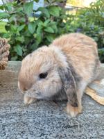 Japaner Häsin Zwergwidder Minilop Zwergkaninchen Bayern - Haimhausen Vorschau