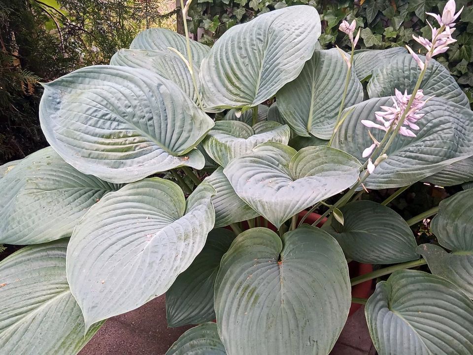 Riesen Hosta Funkie Empress Wu 6jährig in Neumünster