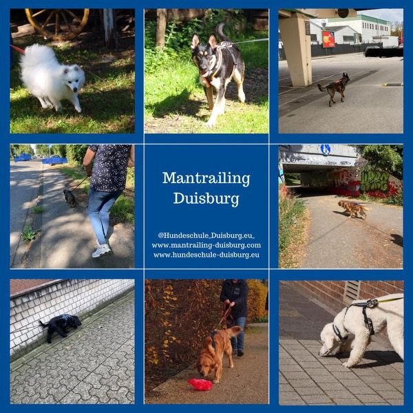 Hundetraining in Duisburg und Umgebung - Erfahrene in Duisburg