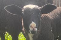 Gescheckter Ostfriesischer Milchschaf Lammbock Herdbuch Nordrhein-Westfalen - Kranenburg Vorschau