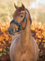 Rundgenahte LACK Trensen pony, vb/cob, wb/full €61,95 NEU Niedersachsen - Rehburg-Loccum Vorschau