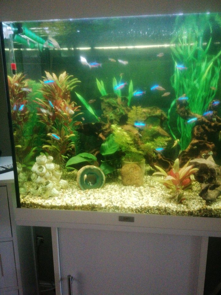 Aquarium 130 l in Neuenkirchen-Vörden
