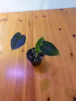 Alocasia Frydek - Babyplant - Zimmerpflanze Aachen - Aachen-Mitte Vorschau