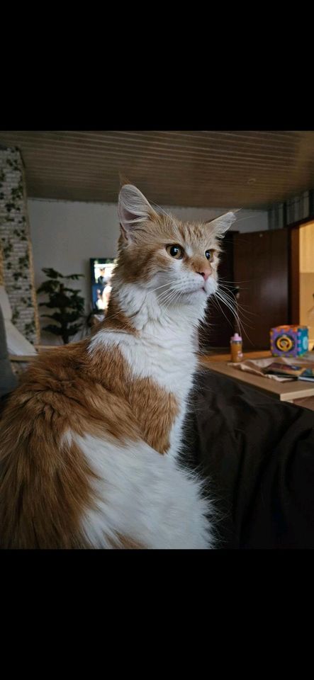 Maine Coon Katze zuverkaufen in Handewitt
