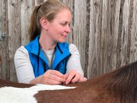 Tierheilpraxis für Pferde, Akupunktur Schleswig-Holstein - Satrup Vorschau