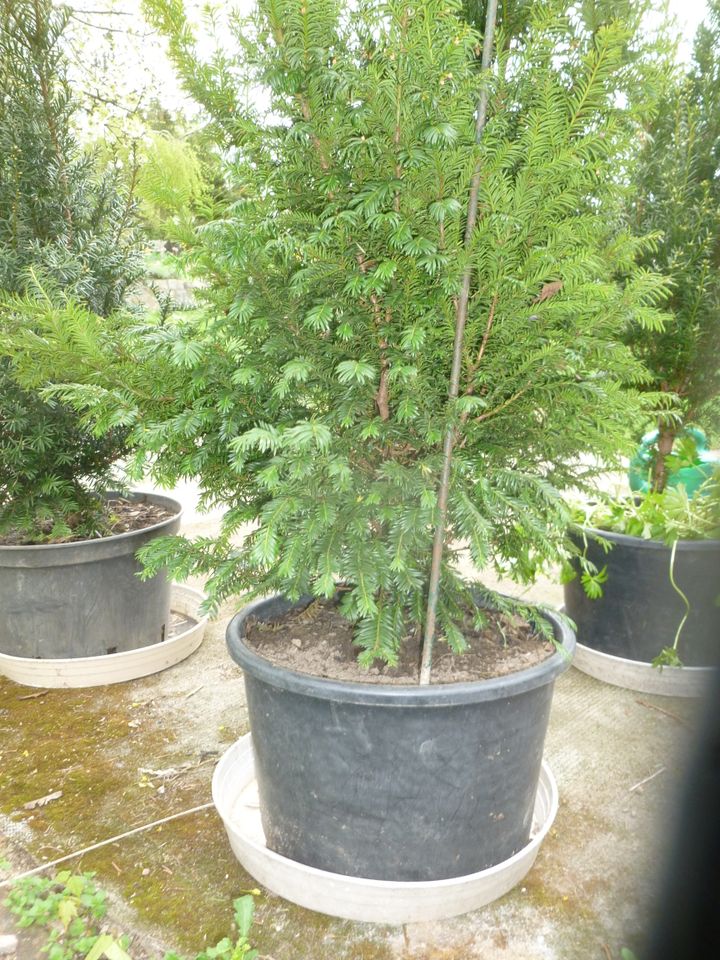 Taxus Baccata / Säulen - Eibe in Biesenthal