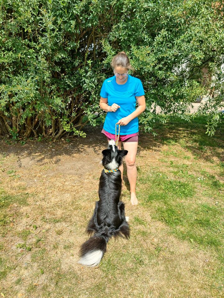 Hundetraining für den Alltag mit Spiel und Spaß in Kodersdorf