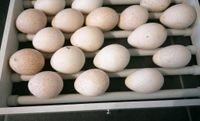 Eier von kanadischen Wildputen Baden-Württemberg - Furtwangen Vorschau