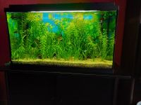 Aquarium Juwel 125L zu verkaufen Nordrhein-Westfalen - Solingen Vorschau