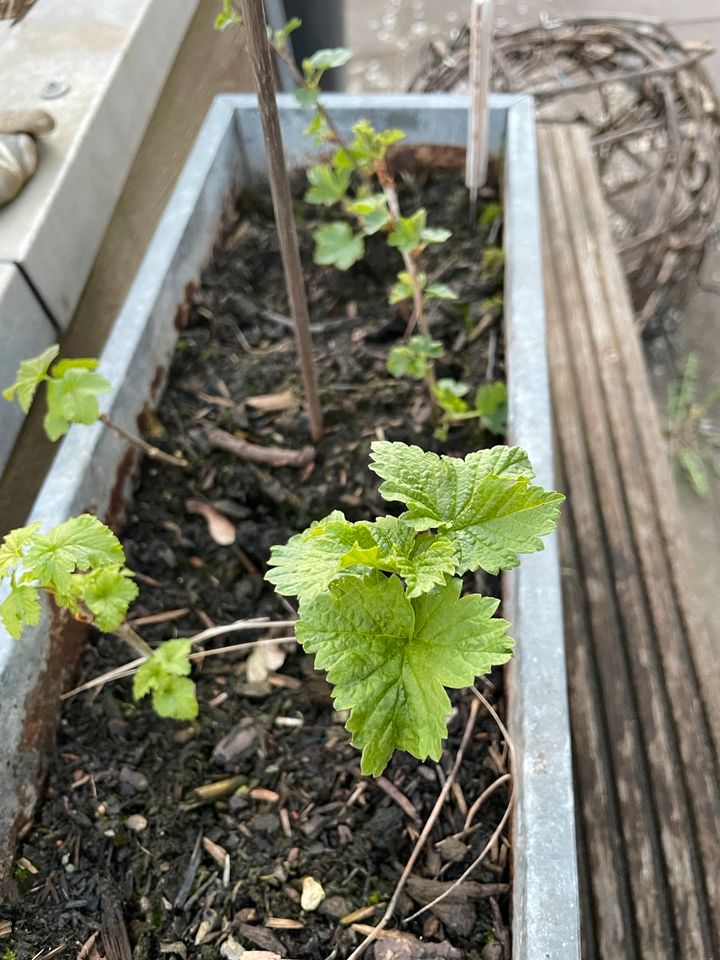 Beerenobst Ableger versch. Sorten Johannisbeere, gelbe Himbeere in Guldental