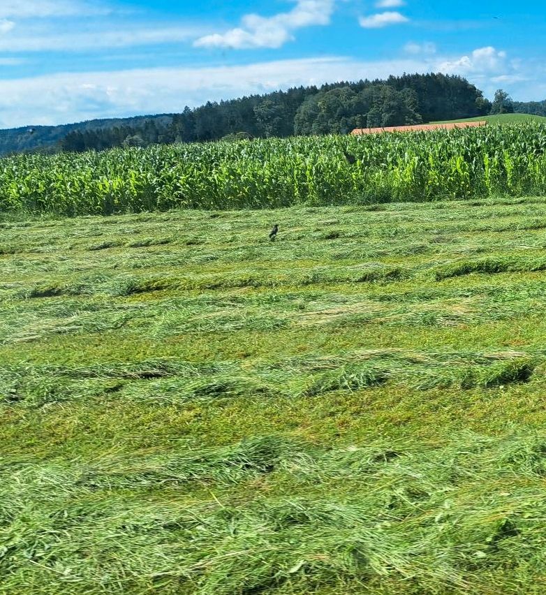 Suche Pachtflächen, Wiesen, Weiden und Ackerflächen in Egling