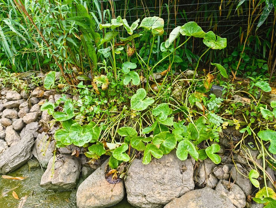 Teichpflanzen, schnellst möglich zu verkaufen!! Ab 0,50Euro!!! in Selfkant