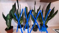 Bogenhanf Sansevieria - sehr pflegeleicht Niedersachsen - Varel Vorschau