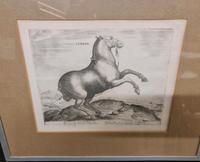 Pferd aus Skythien jan van der Straet Pferd Johannes Stradanus Baden-Württemberg - Westhausen Vorschau