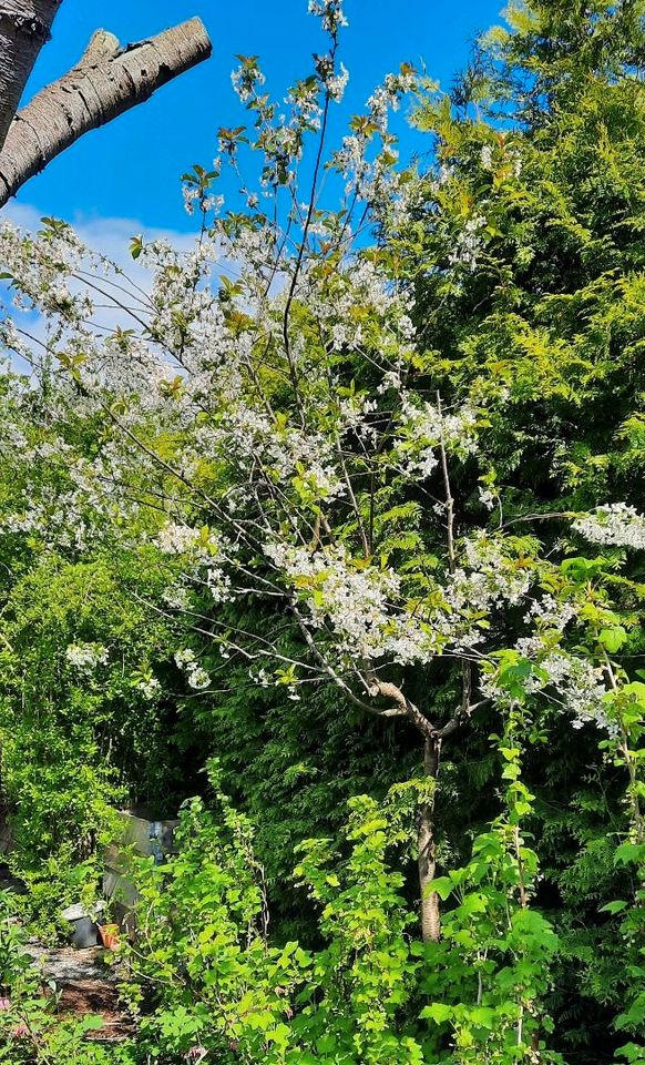 2 Kirschbäume Sauerkirsche Obstbaum groß ausgewachsen in Treuen