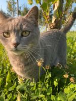 Katzensitter in der Ferienzeit Hedelfingen - Lederberg Vorschau