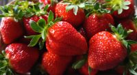 Erdbeeren frisch * Verkauf *  Direkt von Bauernhof Baden-Württemberg - Tübingen Vorschau