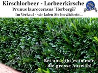Kirschlorbeer Herbergii Heckenpflanzen Beste Qualität! Günstig! Sachsen-Anhalt - Kamern Vorschau