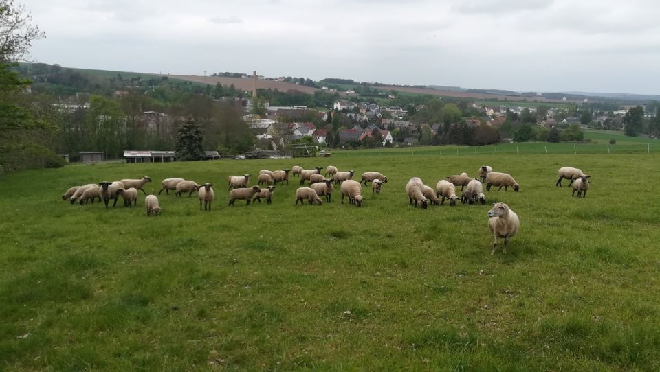 SK Lämmer Schafe Lamm in Werdau