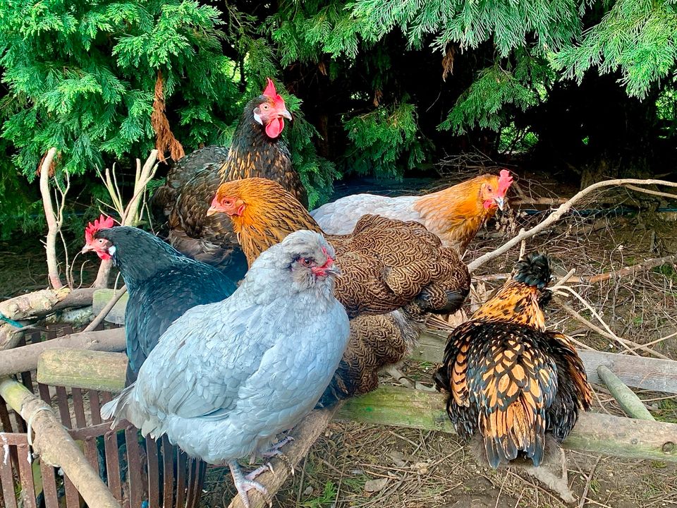 Bruteier Grünleger Zwergbrahma Pawlowskaja Araucana Lavender usw in Krefeld