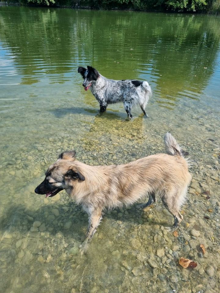 Mogli sucht sein Zuhause in Neuburg a.d. Donau