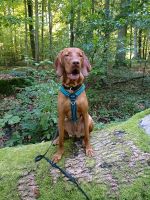 Magyar Vizsla Rüde Baden-Württemberg - Heilbronn Vorschau