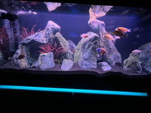 Eheim Aquarium-Kombination Incpiria 430 Gold 430 l - Limited Edition FSC®  kaufen bei OBI