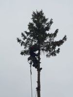 Baumpflege, Baumfällung, Obstbaumpflege, Obstbaumschnitt Brandenburg - Bestensee Vorschau