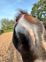 Suche Reitstall, Resthof, Hof, Reiterhof zur Pacht ggf. Kauf ! Schleswig-Holstein - Alveslohe Vorschau